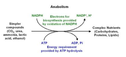 anabolism.png